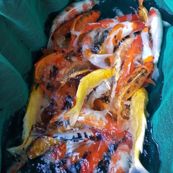 Cá Koi 6-10 con/kg