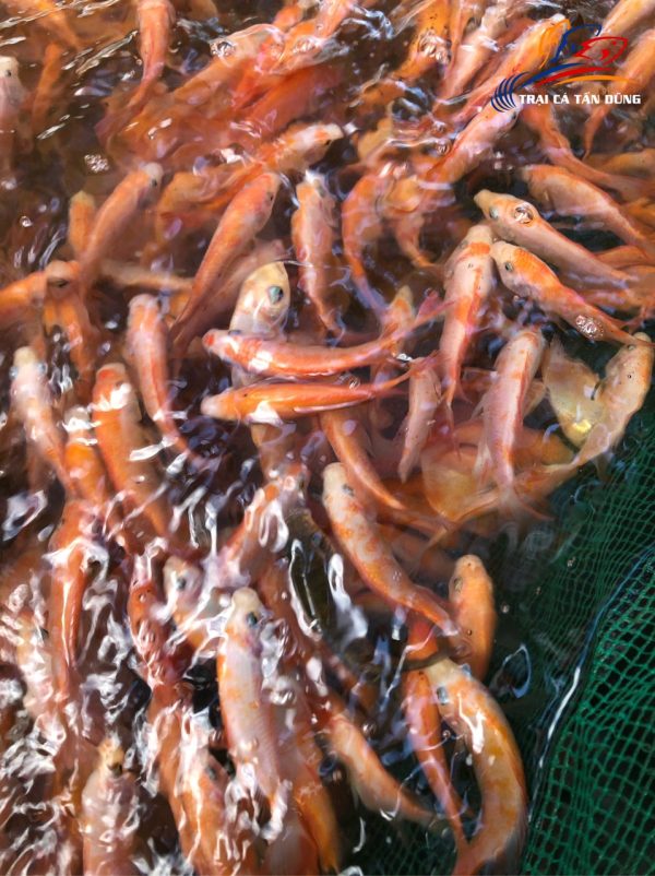 Cá Diêu Hồng giống