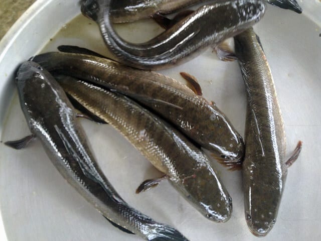 Mô hình nuôi cá lóc cho hiệu quả kinh tế cao tại thị trấn Tân Phong 