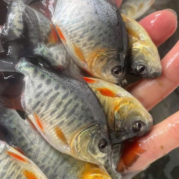 Cá Chim Trắng giống