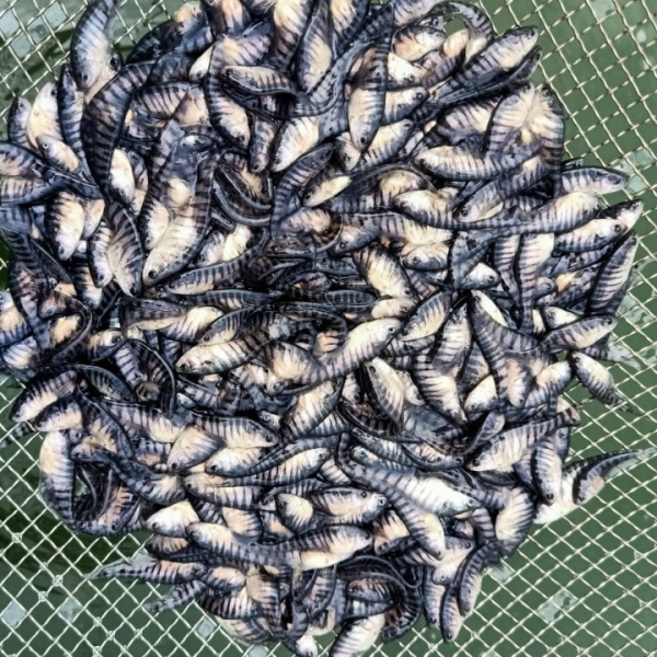 CÁ NƯỚC NGỌT STT 21 40