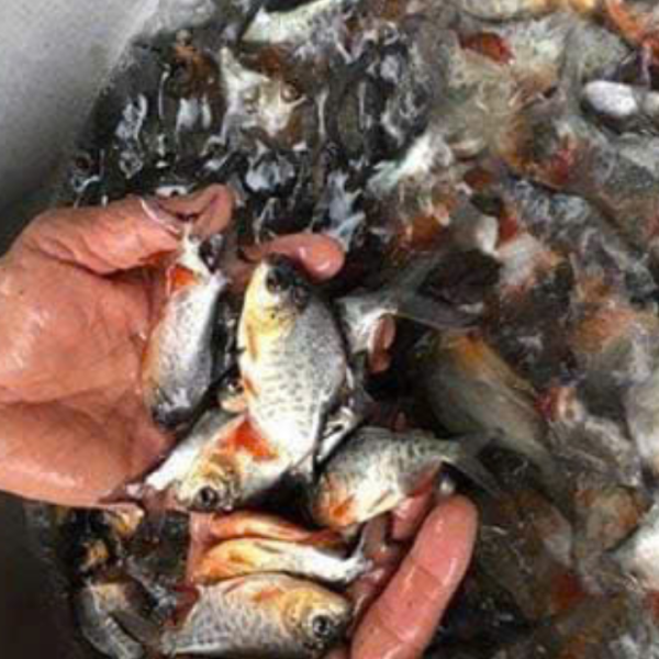 Cá chim trắng