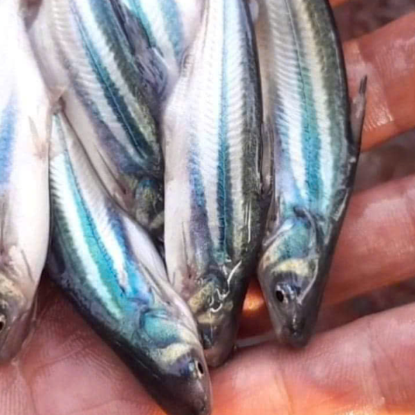 Cá tra giống (2) Copy