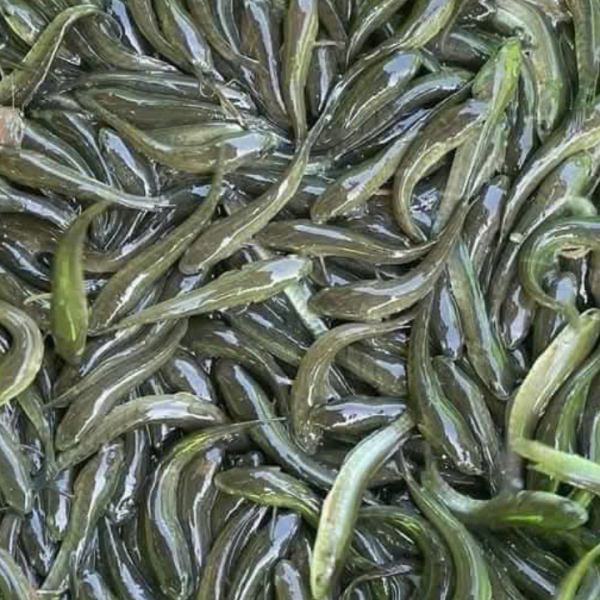 cá lóc giống (2)