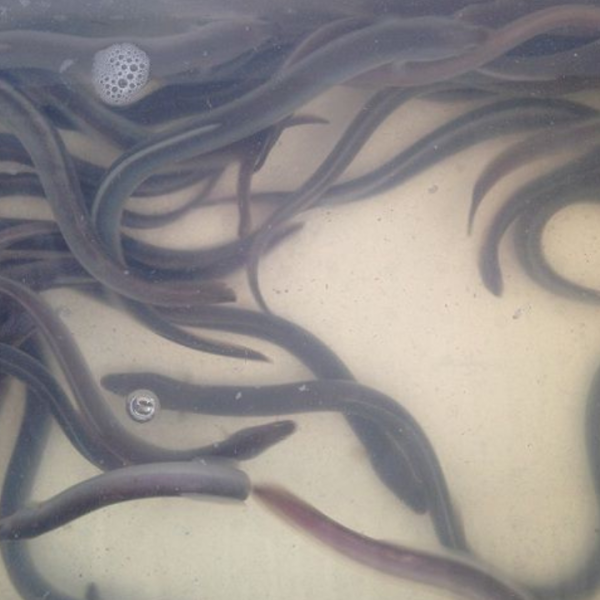 CÁ NƯỚC NGỌT STT 21 40