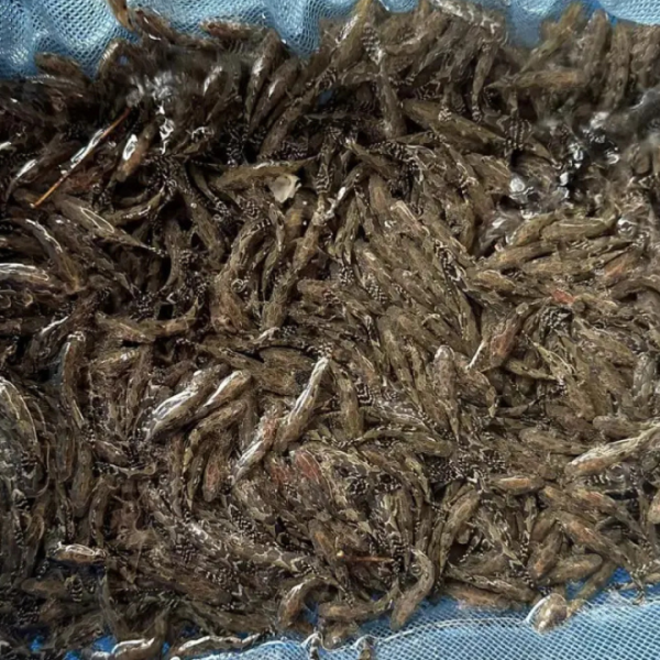 CÁ NƯỚC NGỌT STT 21 40