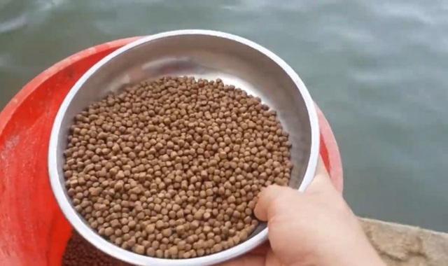 Các loại thức ăn cho cá rô đồng Các loại thức ăn cho cá rô đồng