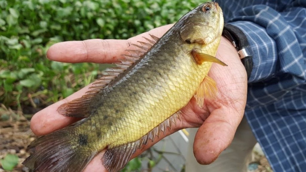 Cách chọn thức ăn cho cá rô đồng phát triển tốt