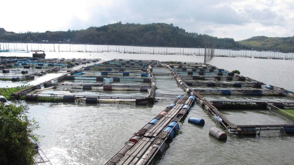 Hướng dẫn làm bè nuôi cá