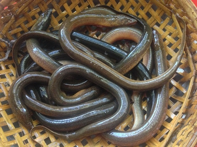 Lươn là gì Lươn là gì
