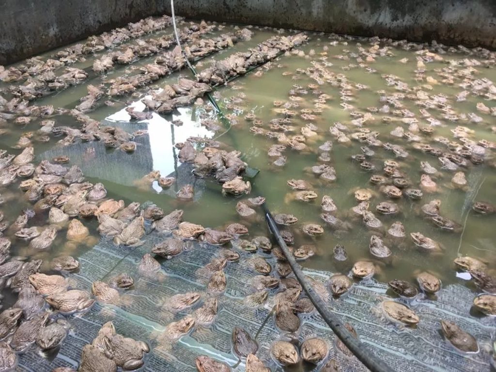 địa chỉ bán ếch giống