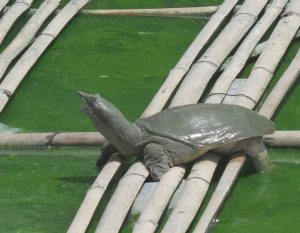 Cách chuẩn bị ao nuôi ba ba trước khi thả giống