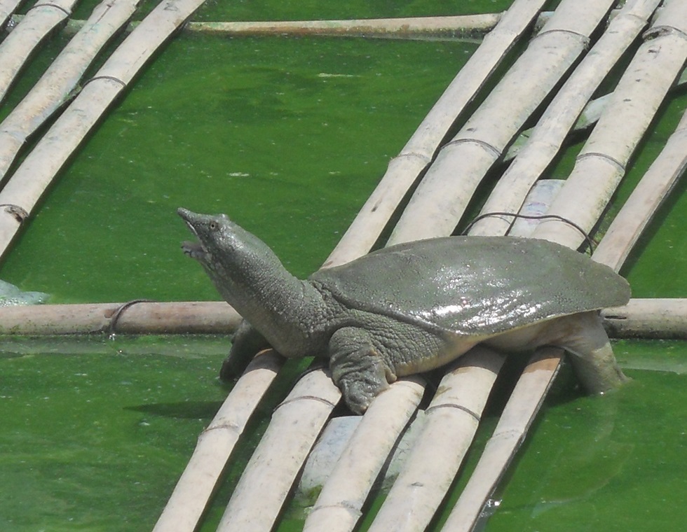 Cách chuẩn bị ao nuôi ba ba trước khi thả giống