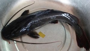 Một số bệnh thường gặp trên cá lăng