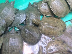 Thức ăn và chế độ ăn cho ba ba hiệu quả