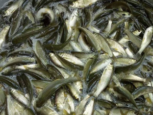 Chuẩn bị ao nuôi cá trắm cỏ thương phẩm