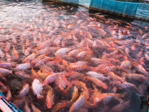 Cách chọn thức ăn cho cá diêu hồng