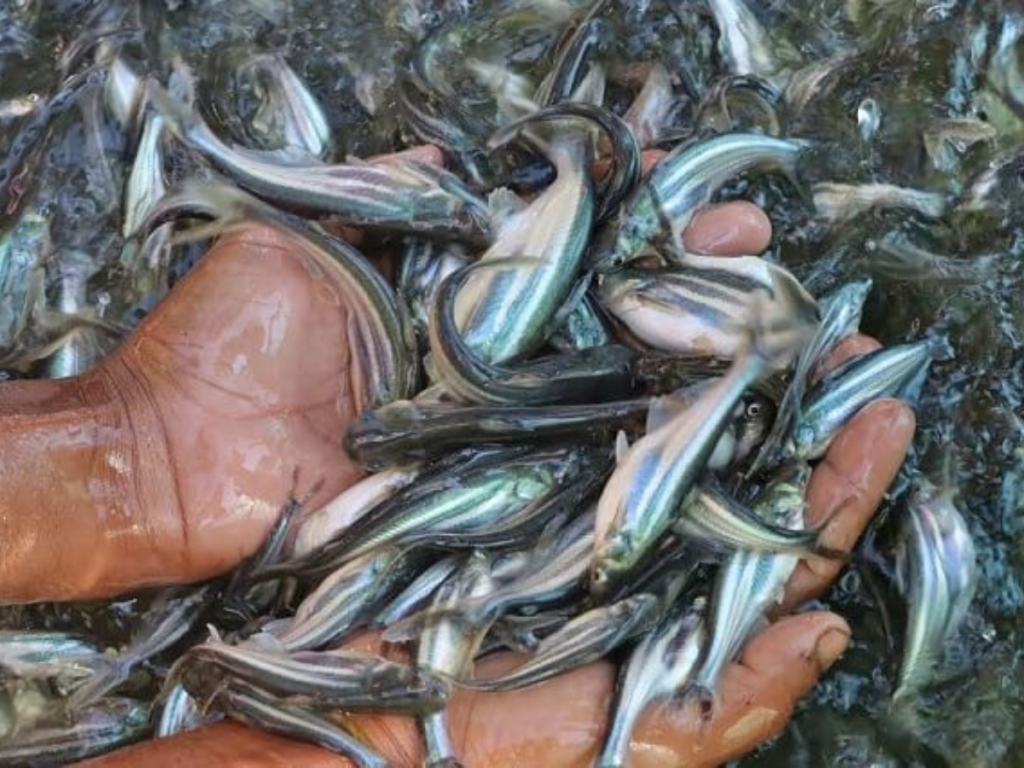 Chuẩn bị ao nuôi cá tra thương phẩm giúp đạt năng suất cao