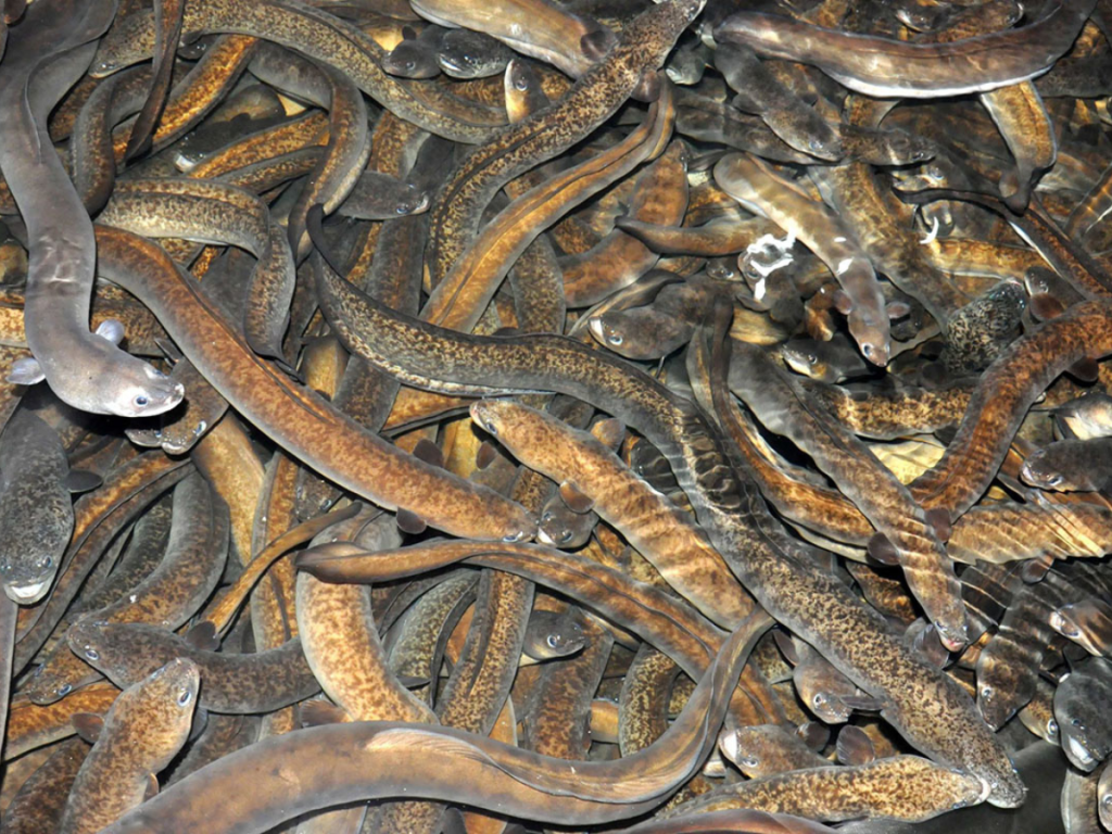 Kỹ thuật nuôi cá chình trong bể xi măng bà con cần nắm