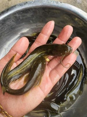 Hình ảnh thực tế cá nheo lai giống