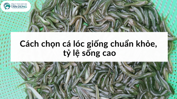 Cách chọn cá lóc giống chuẩn khỏe, tỷ lệ sống cao