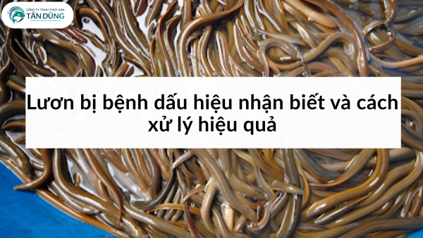 Lươn bị bệnh dấu hiệu nhận biết và cách xử lý hiệu quả