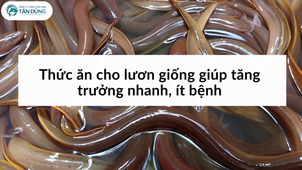 Thức ăn cho lươn giống giúp tăng trưởng nhanh, ít bệnh